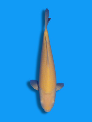 Karashigoi | Koi&Co.